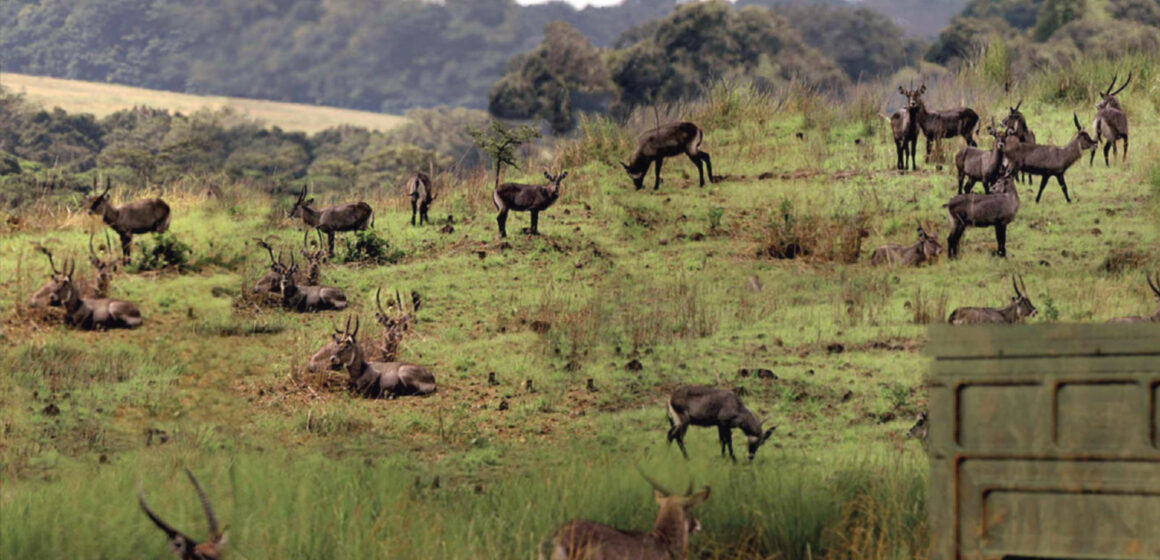 Le Parc National de MOUKALBA DOUDOU