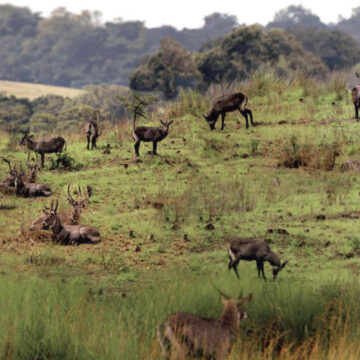 Le Parc National de MOUKALBA DOUDOU